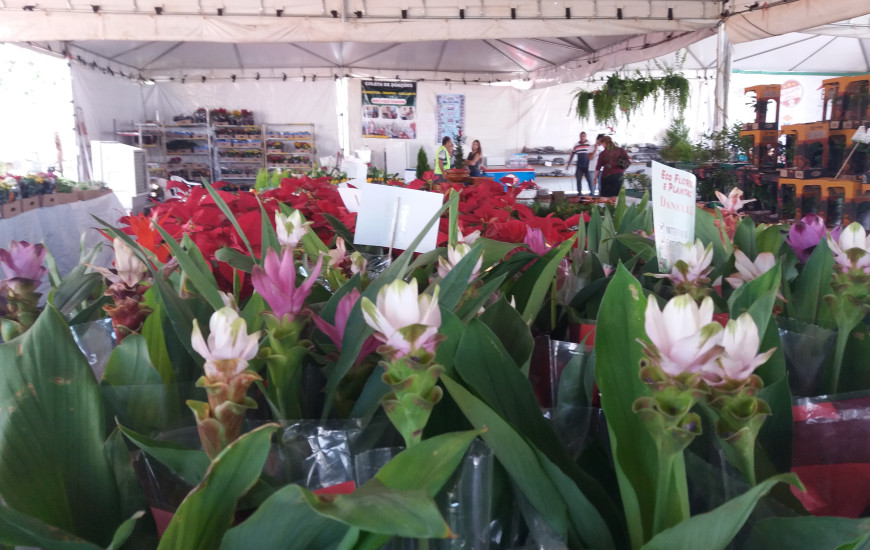 Feira traz as últimas novidades em flores de Holambra