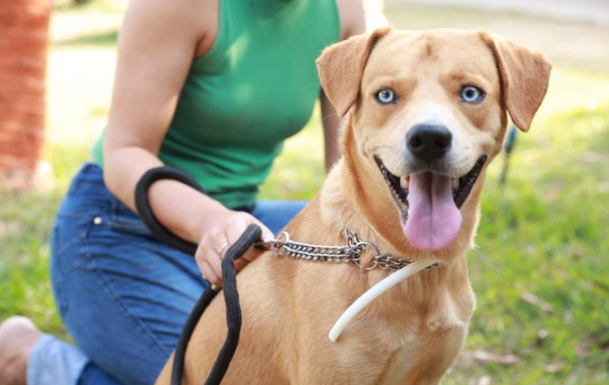 Animais para adoção estão vacinados, vermifugados e microchipados 