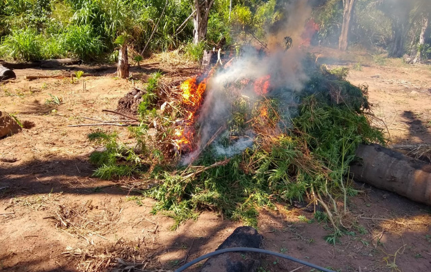 Droga foi incinerada.