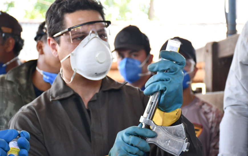 Vacinação contra a brucelose é obrigatória e abrange fêmeas bovinas/bubalinas