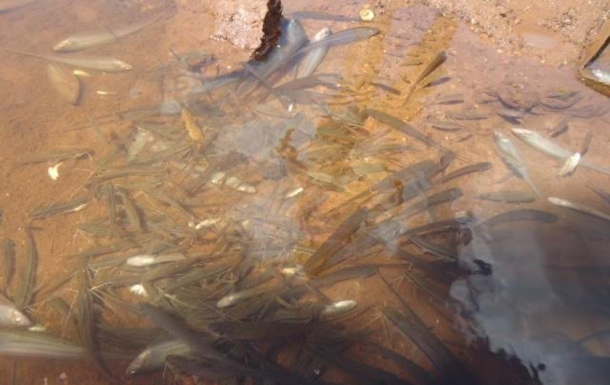 Morte de peixes foi registrada em julho