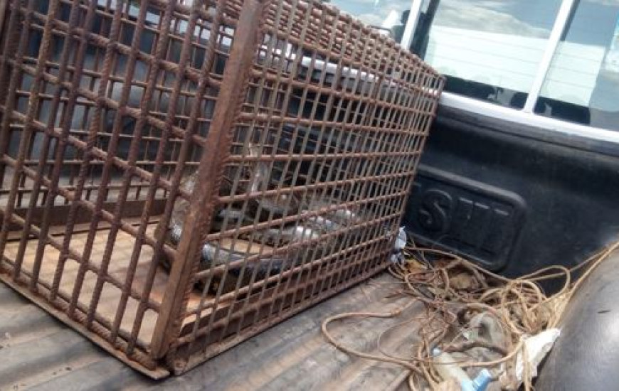 Cobra foi capturada após moradores acionarem a PM Ambiental