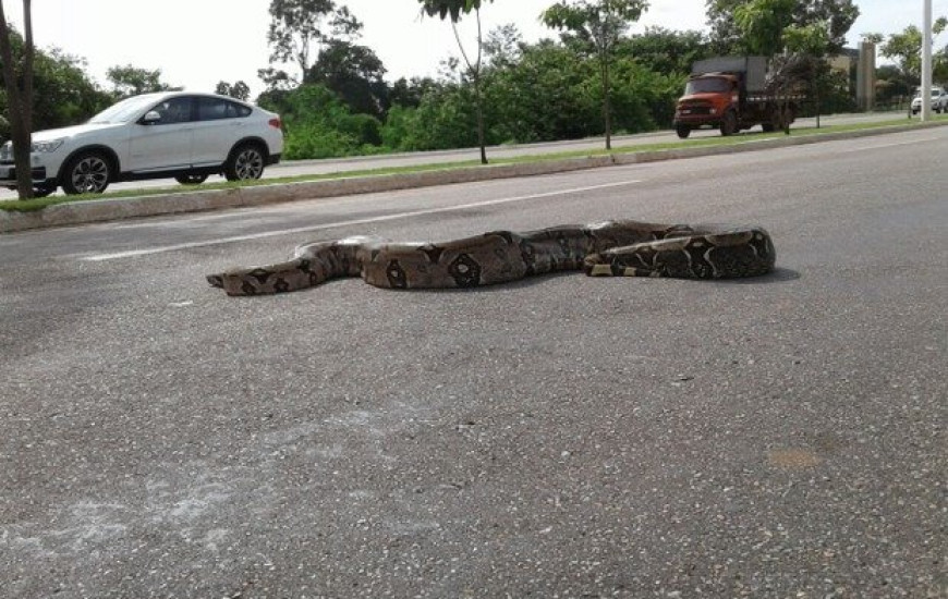 Cobra estava no meio da avenida