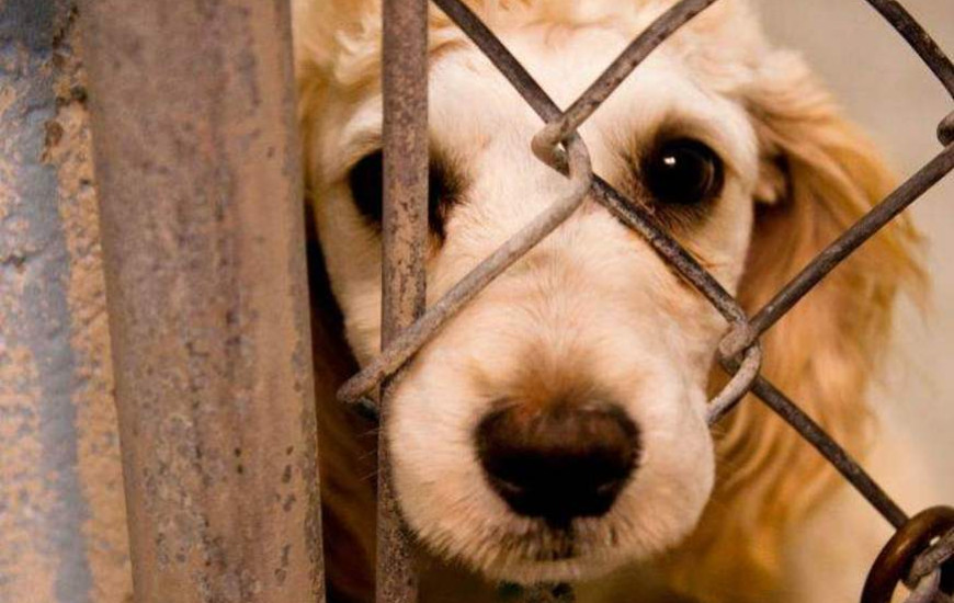Lei garante proteção aos animais.