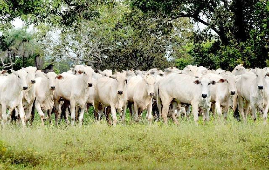 Animais foram executados