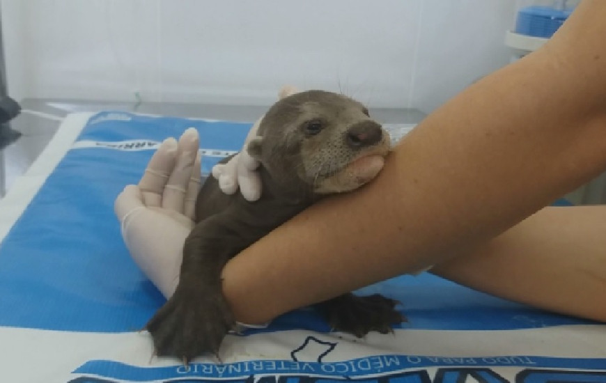 Filhote macho possui idade estimada de duas semanas a um mês de vida.