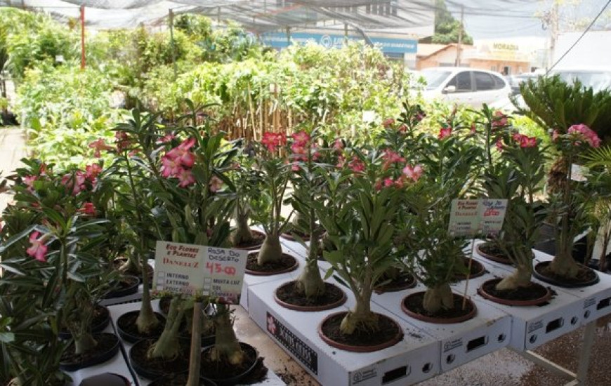 Exposição de flores e plantas de Holambra