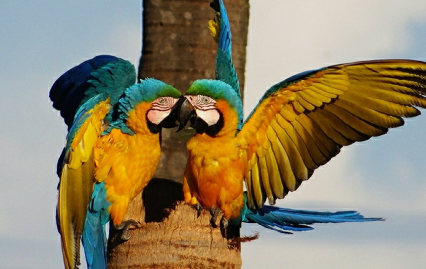 Casais podem viver juntos por uma vida inteira.
