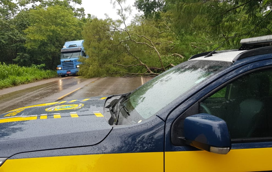 Árvore foi retirada da pista após 40 minutos