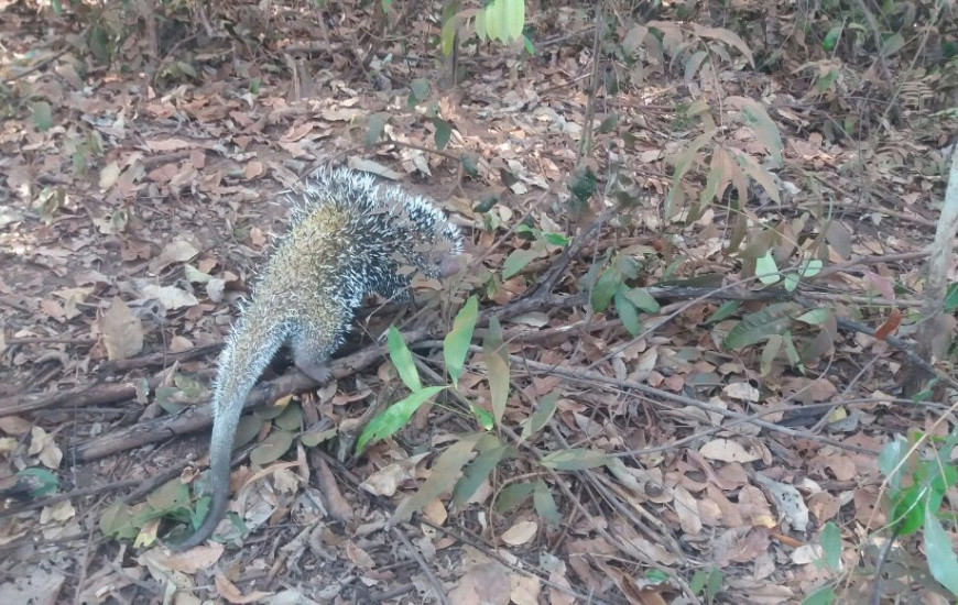 Animal foi capturado em quintal de residência