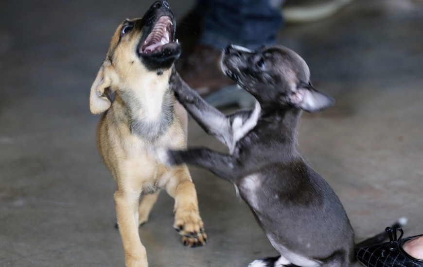 Projeto Adote promove a adoção de 265 animais em Araguaína