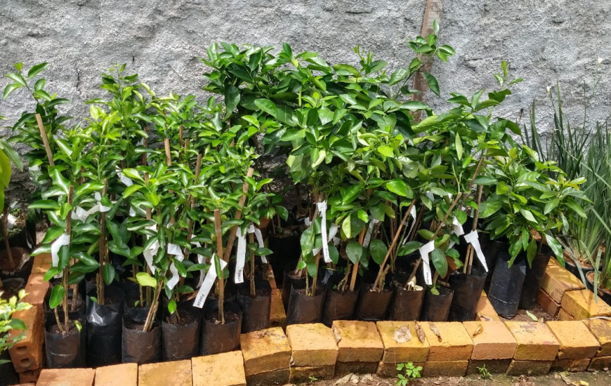 É proibido a comercialização de citrus sem as documentações sanitárias exigidas.
