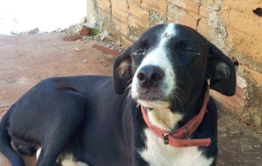 Cachorra abandonada