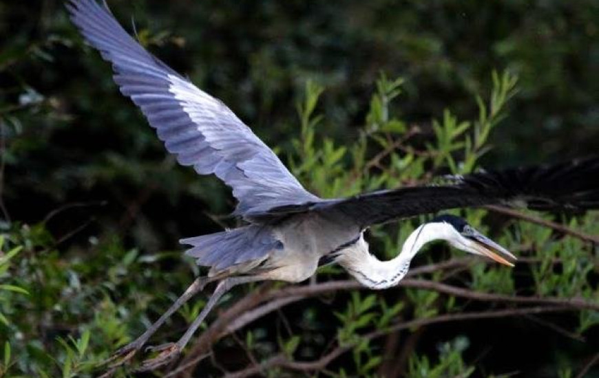 Naturatins capacita vigilantes ambientais