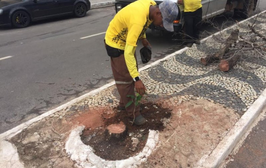 Árvores são plantadas nos canteiros centrais