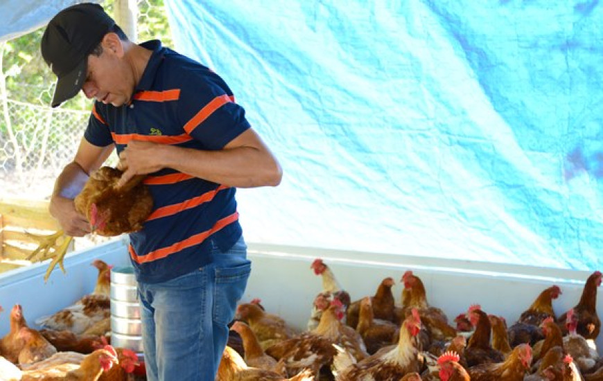 Produtor de aves conta como investiu no negócio