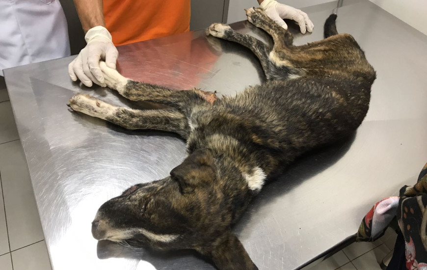 Cãozinho foi resgatado por estudantes de Direito