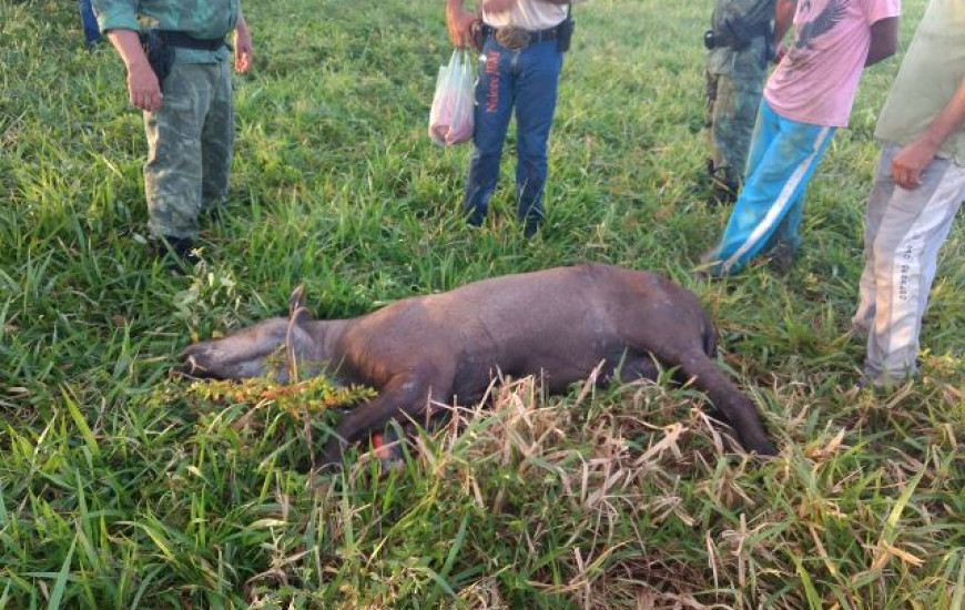 Anta é resgatada por equipes da PM Ambiental e Naturatins
