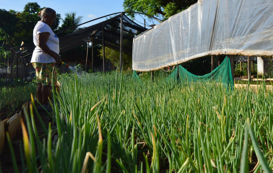 Atualmente, a Capital conta com 20 hortas comunitárias