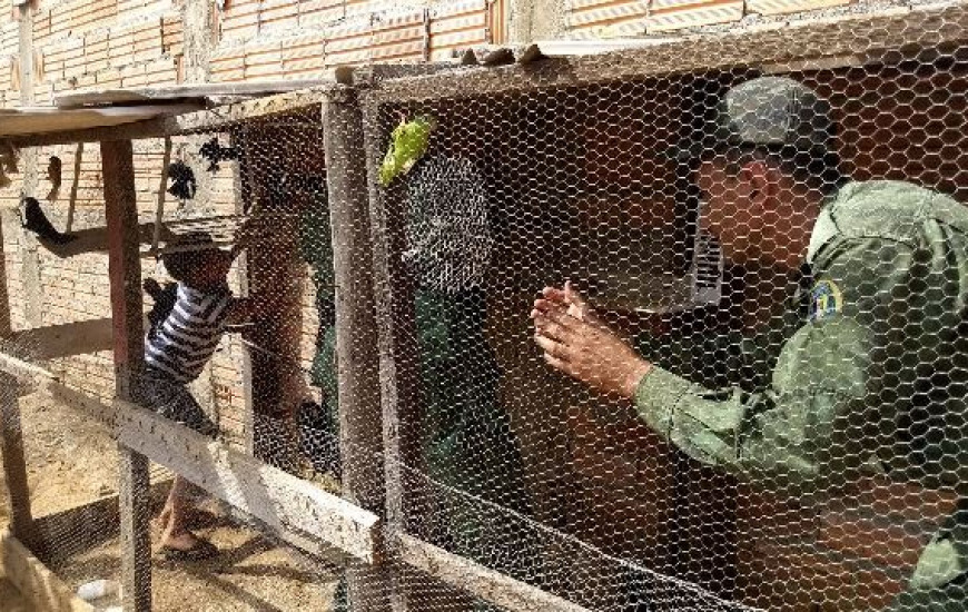 Polícia Ambiental resgata aves de cativeiro