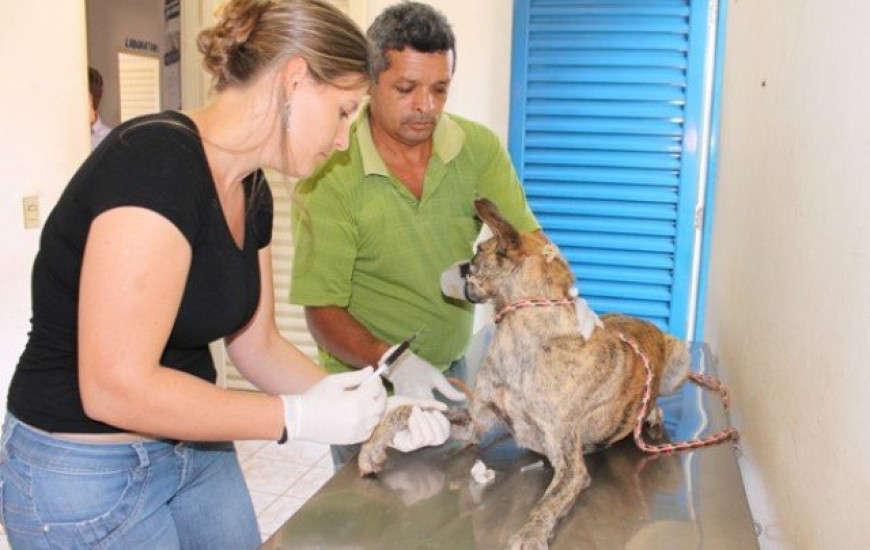 Veterinária colhe sangue para exame