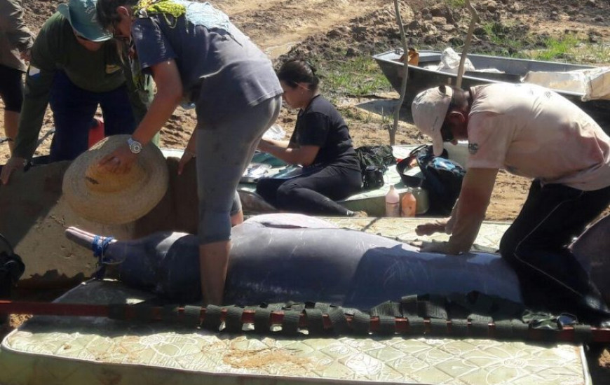 Botos são resgatados no fim de semana