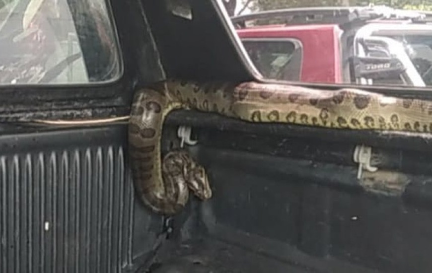 Animal foi entregue aos agentes ambientais na tarde dessa quinta-feira, 25