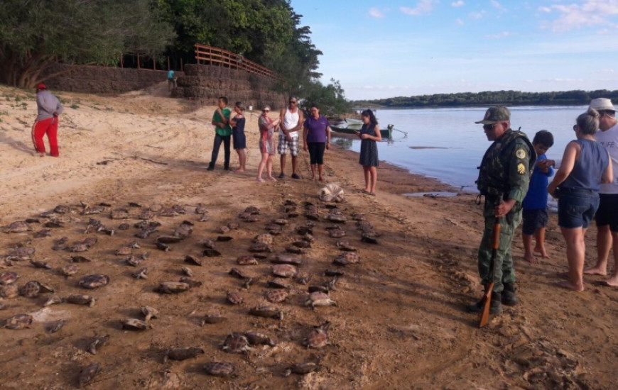 369 filhotes de tartaruga foram devolvidos à natureza