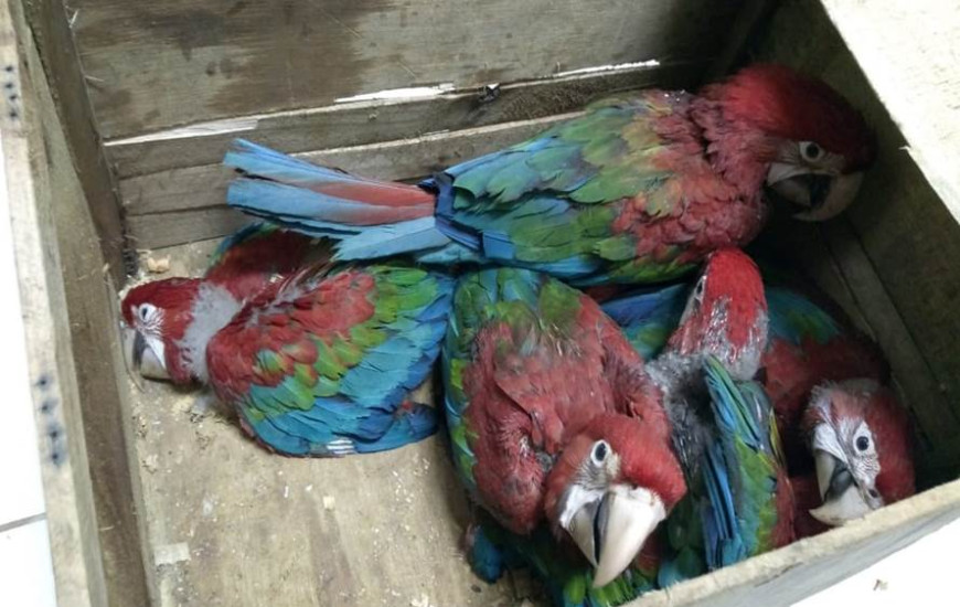 Os animais silvestres apreendidos foram encaminhados ao CETAS de Palmas