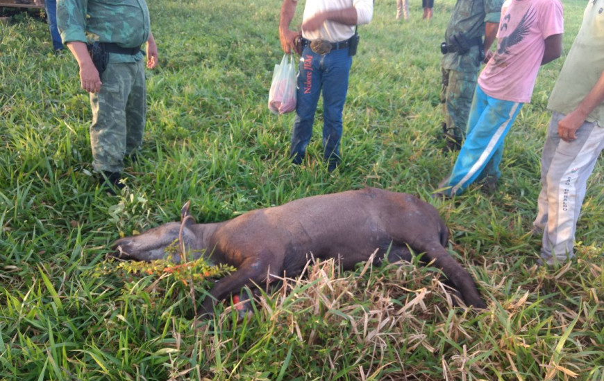 Anta é resgatada ferida em Miranorte 