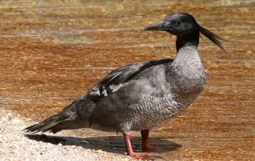 Pato-mergulhão