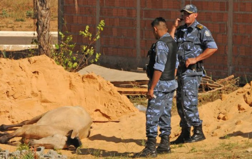 Animal não conseguia ficar em pé