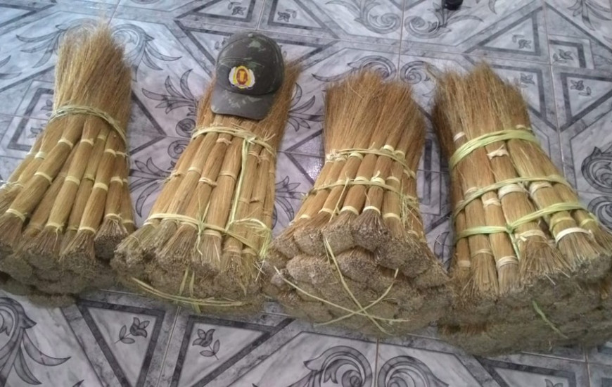 PM apreende 34 quilos de capim dourado com suspeitos