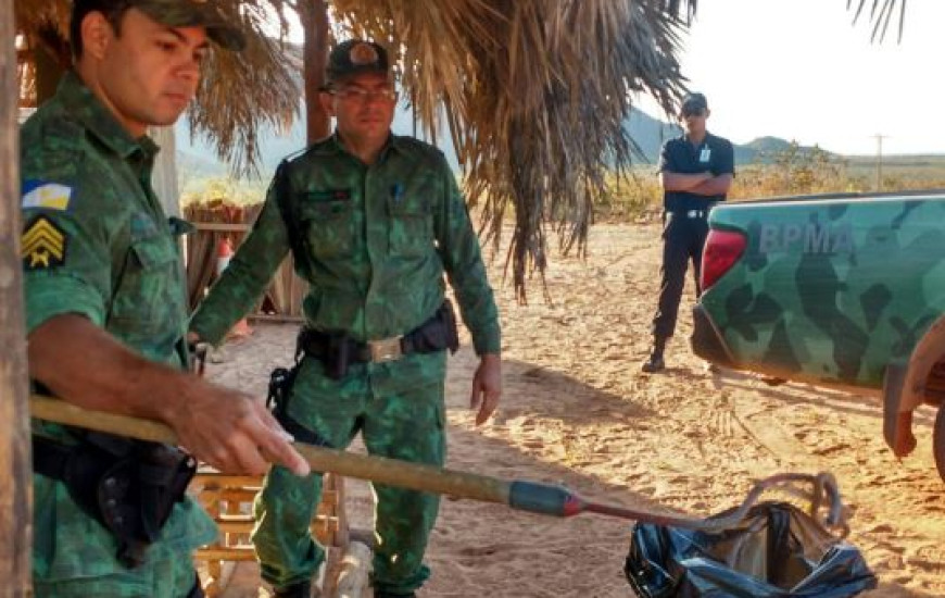 A cobra foi devolvida à natureza após a captura