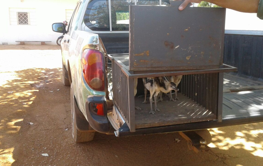 Animais estavam abandonados após mãe ter sido atropelada