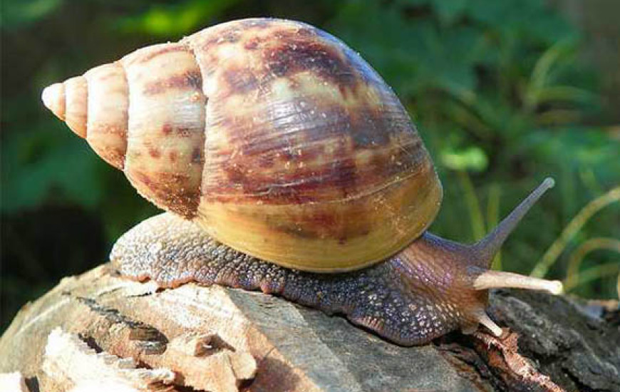 caramujo africano