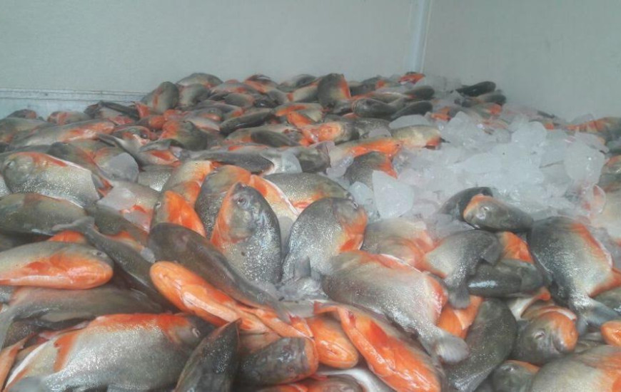 Pescado foi doado a instituições de Palmas