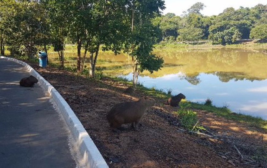Animais vivem no Parque Cesamar sob monitoramento da Prefeitura de Palmas