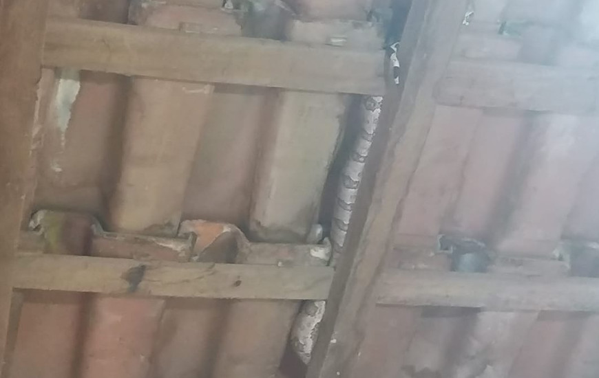 Guarda Metropolitana orienta a população que não tente capturar o animal