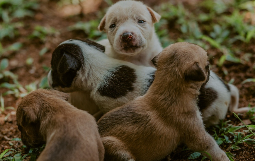 Veterinários visitarão a escola nesta quarta à tarde 