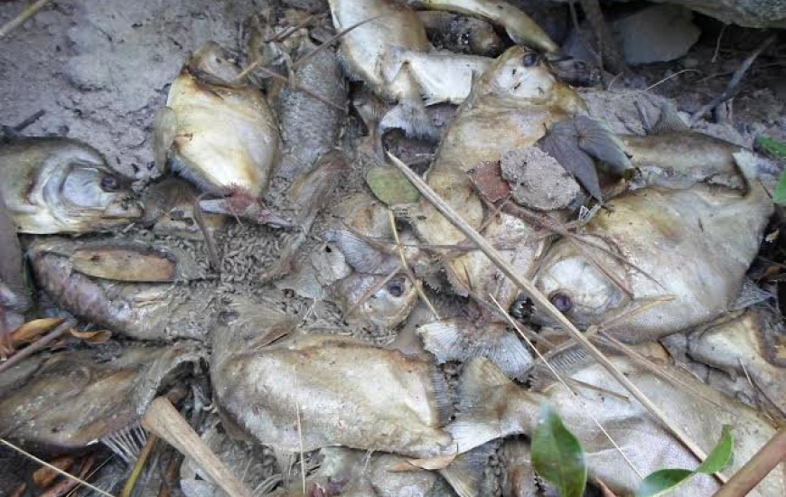 Peixes mortos em Arraias