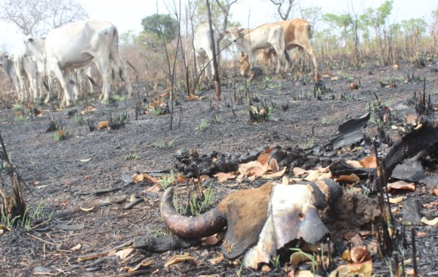 Seca castiga Zona Rural de Dianópolis 