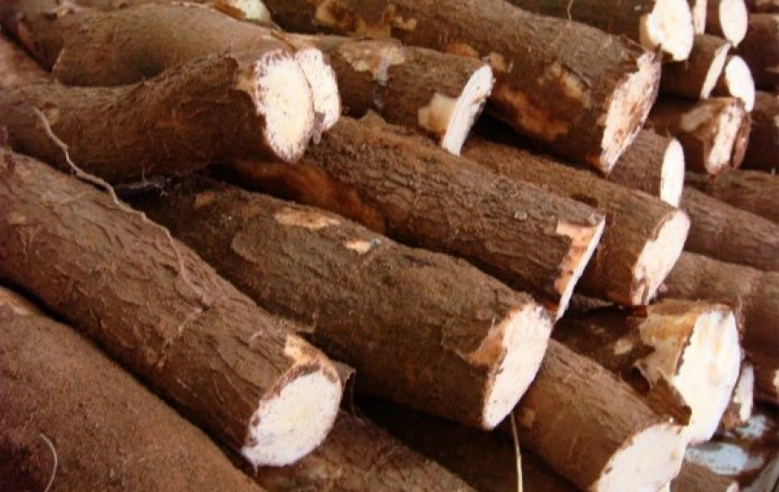 Levantamento foi realizado