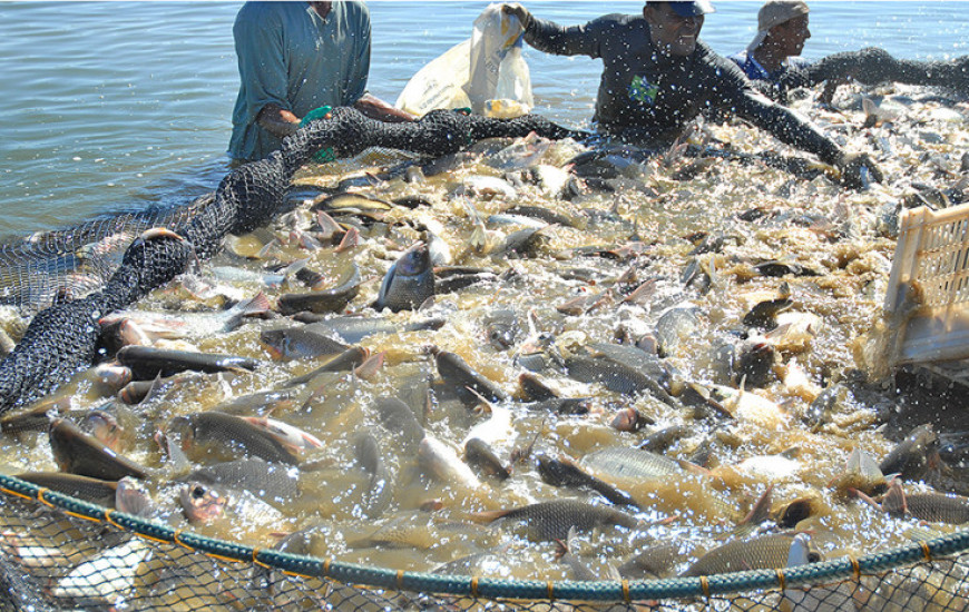 Foto ilustrativa sobre aquicultura