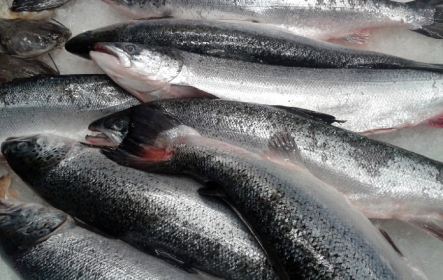 Preço do peixe varia na capital em mais de 130%