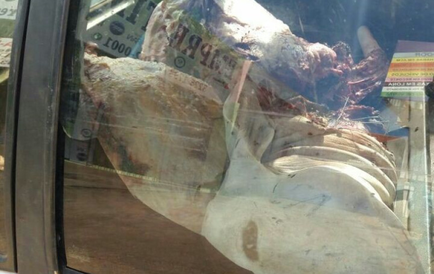 Animal abatido foi encontrado na região Sul de Palmas
