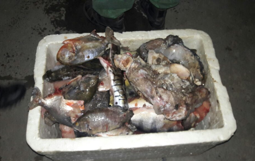Todo o pescado apreendido foi doado a entidades beneficentes