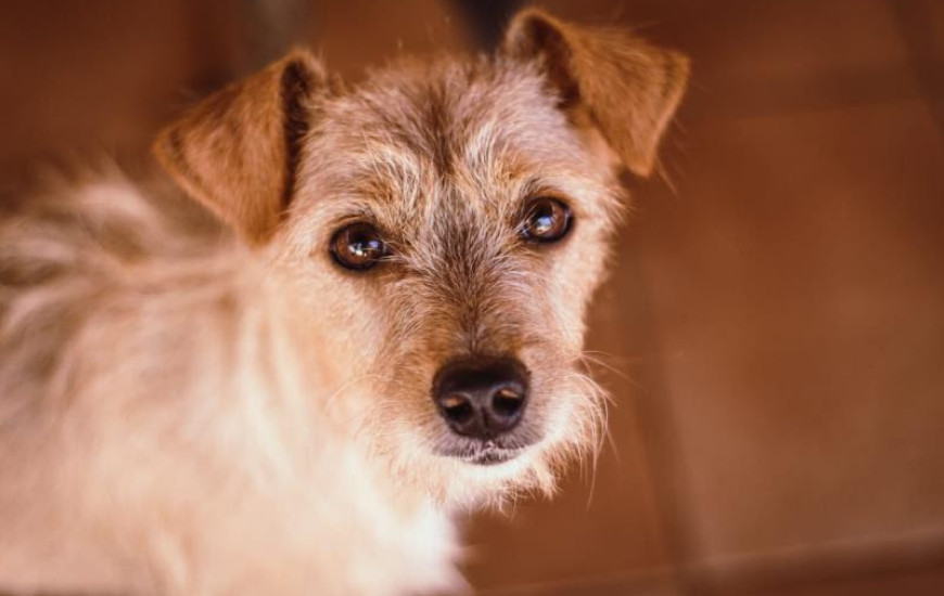 No evento, 25 animais estarão prontos para serem adotados