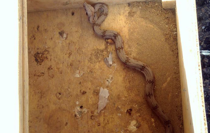 Animal possuía aproximadamente 40 centímetros