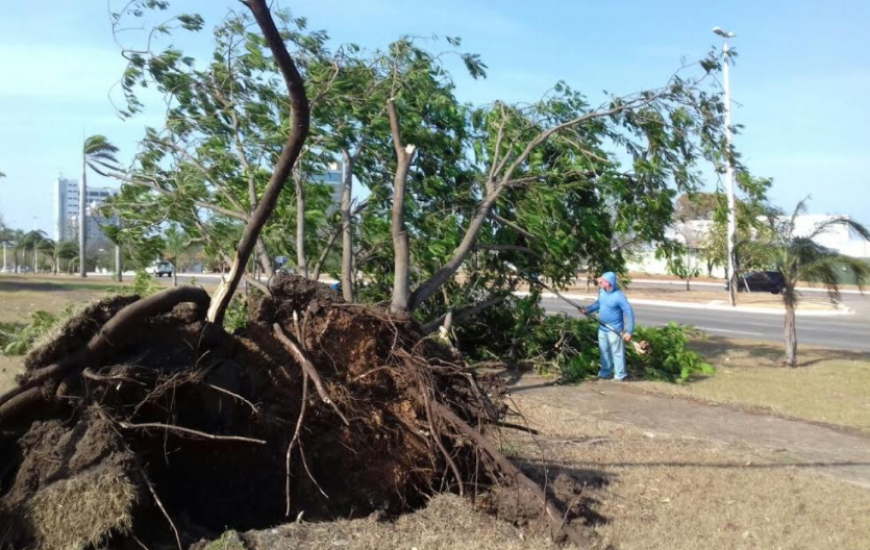 Árvores foram arrancadas pelos fortes ventos